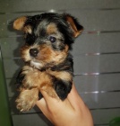 York��rsk�ho teri�ra