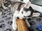 Sibirsk� Husky Deti