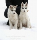 Sibisk Husky - originl ttka s PP