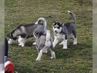 Sibisk husky tata.