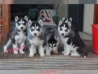 Zdrav ttka sibiskho husky z vnho chovu VDH / FCI