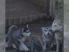 Husky / husky tn s Rodokmen