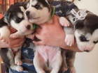 Sibisk husky tata! Cuddly rascals t hledaj