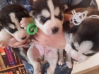 Sibisk husky tata! Cuddly rascals t hledaj