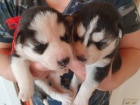 Sibisk husky tata! Cuddly rascals t hledaj