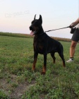 �t���tka Dobermana pin�e