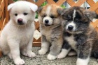 štěňata akita (k dispozici) štěňata akita (k dispozici)