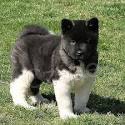 štěňata akita (k dispozici) štěňata akita (k dispozici)