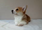 Welsh Pembroke Corgi �t��ata