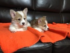 Welsh Pembroke Corgi �t��ata