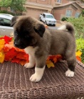 štěňátek akita na prodej štěňátek akita na prodej