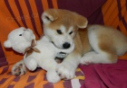 Pipety Akita Inu  Pipety Akita Inu