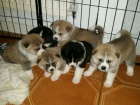 Absolutně nádherná štěňata akita inu. Absolutně nádherná štěňata akita inu.