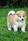 Akita inu Akita inu