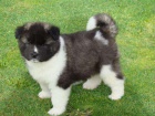 roztomilá štěňata Akita inu roztomilá štěňata Akita inu