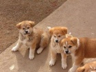 Akita inu Akita inu