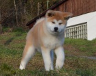 štěňata akita inu (samci i samice) jsou vám k dispozici. štěňata akita inu (samci i samice) jsou vám k dispozici.