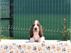 krsn ttka Basset Hound hledajc nov domovy