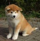 štěňata akita inu na prodej štěňata akita inu na prodej