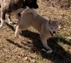 štěňata akita (k dispozici) štěňata akita (k dispozici)
