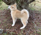 štěňata akita (k dispozici) štěňata akita (k dispozici)