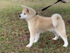 štěňata akita (k dispozici) štěňata akita (k dispozici)