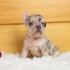 hled�me dobr� domov pro adopci