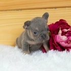 hled�me dobr� domov pro adopci