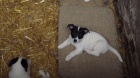 Štěňata Jack Russell Terrier zoufale touží po nových rodičích Štěňata Jack Russell Terrier zoufale touží po nových rodičích