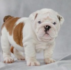 Anglick� buldok �t�n� k dispozici