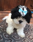 2 rozkošný shih tzu štěňata hledají domov 2 rozkošný shih tzu štěňata hledají domov