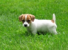 Čistokrevný Jack Russell Terrier Čistokrevný Jack Russell Terrier