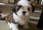 Rodina vychovávala Shih Tzu Rodina vychovávala Shih Tzu