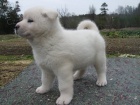 Ohromující japonské štěně Akita Ohromující japonské štěně Akita