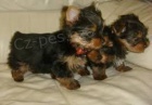 Roztomilá a rozkošná Yorkie štěňata k adopci Roztomilá a rozkošná Yorkie štěňata k adopci