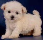 Maltipoo Puppy Maltipoo Puppy
