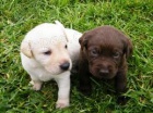 Roztomilá štěňátka Labradorského retrívra jsou k dispozici Roztomilá štěňátka Labradorského retrívra jsou k dispozici