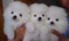 Pomerania hračka Pomerania hračka