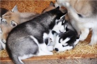 Nádherná Husky Štěňata Nádherná Husky Štěňata