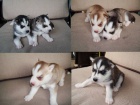 Vypadají jako vlci (štěňata Husky)  Vypadají jako vlci (štěňata Husky)