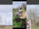 istokrevn ttka Sibiskho husky FCI / VDH