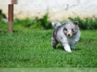 K dispozici jsou štěňata shetlandských ovčáků (Sheltie) K dispozici jsou štěňata shetlandských ovčáků (Sheltie)