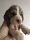 Štěňata Blue Beagle Štěňata Blue Beagle
