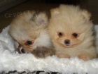 Pomeranian �t��ata (miniaturn�)