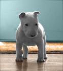 mini bulteriér štenata s PP mini bulteriér štenata s PP