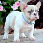 Scute francouzsk� buldo�ek p�ipraven pro nov� domov, pro v�ce informac� se p�ihlaste s Whatsapp ��slo PRO V�CE PODROBNOST�