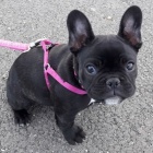 d�rek pro francouzsk�ho buldoka, pro bezplatnou adopci jsou v�echna �t��ata zdrav� a p�ich�zej� s rodokmenem, o�kovan�, bez k��e a bez mikro�ip�. roz���it hygienick� z�ruky. jsou pro mu�e a �eny. Kontaktujte m� e-mailem a ulo�te ��slo Whats