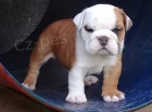 roztomil� anglick� buldok fena pro adopci zdarma v�echna �t��ata jsou zdrav� a maj� rodokmen, o�kovanou k��i a mikro�ipy zdarma. roz���it hygienick� z�ruky. jsou pro mu�e a �eny. Kontaktujte m� e-mailem a ulo�te ��slo Whats