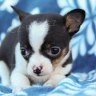 velmi malá čivava, mají sbírat, s očkováním odpovídajícím jejich věku, s čipem, odčervenat, revidovat, s jejich zdravotním průkazem, smlouvu, rodokmen, genetické vrozené virové záruky, velmi dokončit pravdu, zavolat mi nebo napsat mi whatsap a já budu Por velmi malá čivava, mají sbírat, s očkováním odpovídajícím jejich věku, s čipem, odčervenat, revidovat, s jejich zdravotním průkazem, smlouvu, rodokmen, genetické vrozené virové záruky, velmi dokončit pravdu, zavolat mi nebo napsat mi whatsap a já budu Por