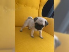  Mops �t��ata